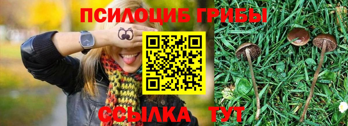 Псилоцибиновые грибы GOLDEN TEACHER  Вход с VPN  Новоалтайск 