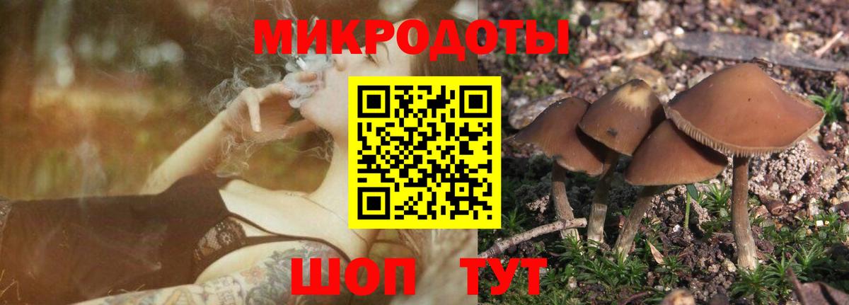 Псилоцибиновые грибы мицелий Новоалтайск